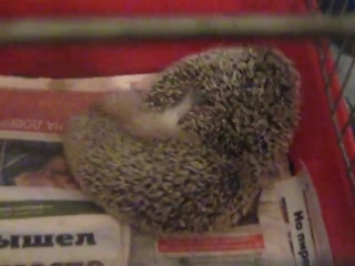 hedgehog sex)))
